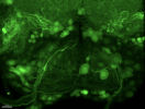 fly brain detail