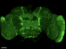 Fly brain overview